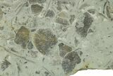 Fossil Brachiopod (Rafinesquina) and Bryozoan Plate - Indiana #285121-1